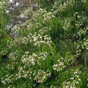 Heptacodium miconioides (jasminoides) 