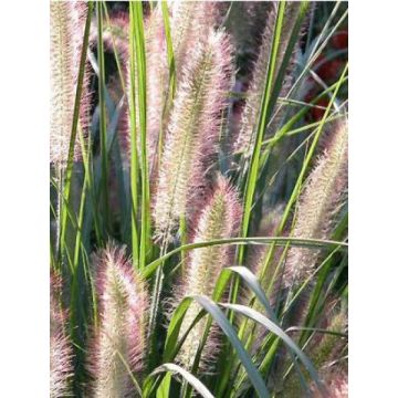 Pennisetum alopecuroides Herbstzauber - Chinese Fountain Grass