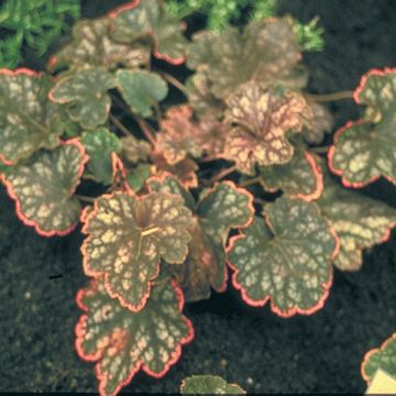 Heuchera  Beauty Colour