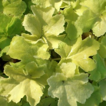 Heuchera hybrida Citronelle