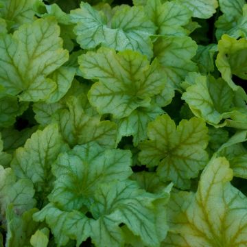 Heuchère - Heuchera Mint Julep