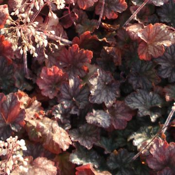 Heuchera villosa Pinot Noir