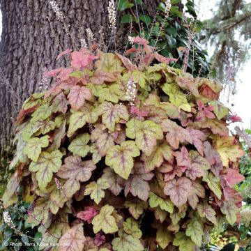 Heucherella Redstone Falls