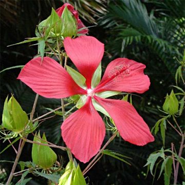 Hibiscus coccineus