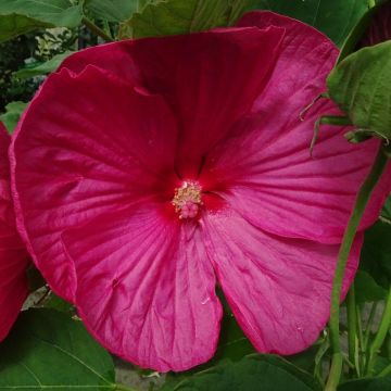 Hibiscus moscheutos Pink - Swamp Rose Mallow