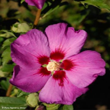 Hibiscus syriacus Russian Violet II - Rose of Sharon