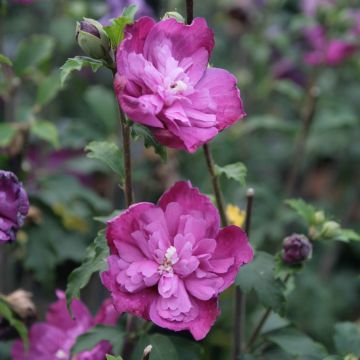 Hibiscus syriacus Purple Ruffles