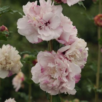 Hibiscus syriacus French Cabaret Pastel - Rose of Sharon