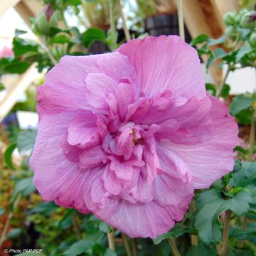 Hibiscus syriacus Magenta Chiffon 'Rwoods5