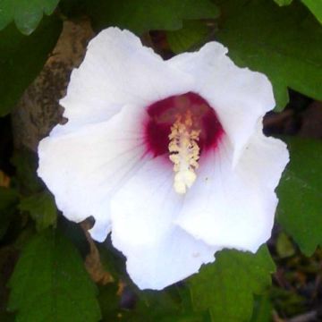 Hibiscus syriacus Speciosus