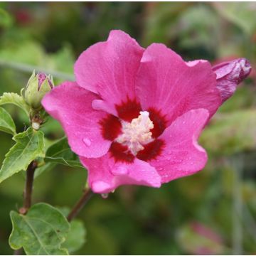 Hibiscus syriacus Woodbridge - Rose of Sharon