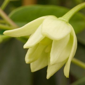 Holboellia latifolia - Broad-leaved Sausage Vine