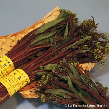Hon Tsai Tai - untreated Chinese Cabbage seeds - Ferme de Sainte Marthe seeds