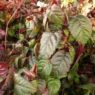 Hydrangea anomala Winter Surprise- Climbing Hydrangea