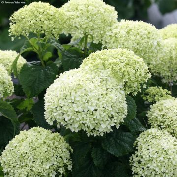 Hydrangea arborescens BellaRagazza Limetta