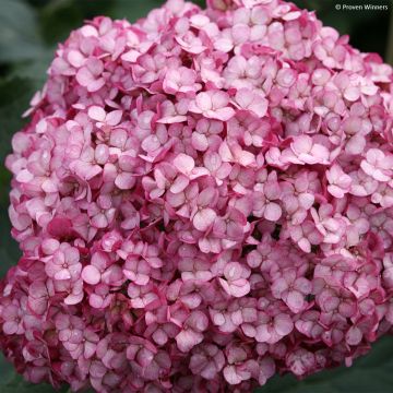 Hydrangea arborescens BellaRagazza Mauvette