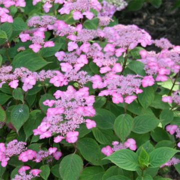 Hydrangea serrata Avelroz - Mountain Hydrangea