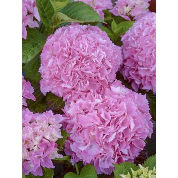 Hydrangea macrophylla Big Data Pink