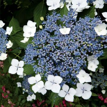 Hydrangea serrata Blue Bird