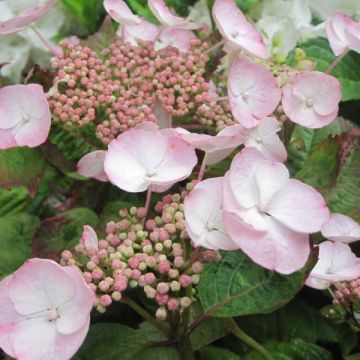 Hydrangea macrophylla Dolce Gipsy