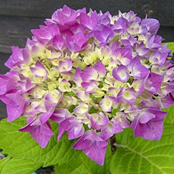 Hydrangea macrophylla Flair & Flavours Sweet Cupcake