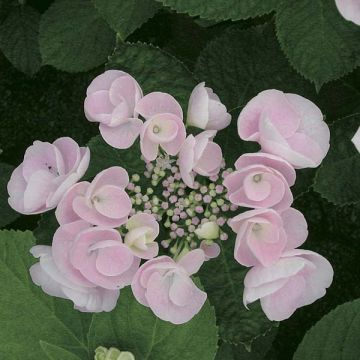 Hydrangea macrophylla Hovaria Hobella
