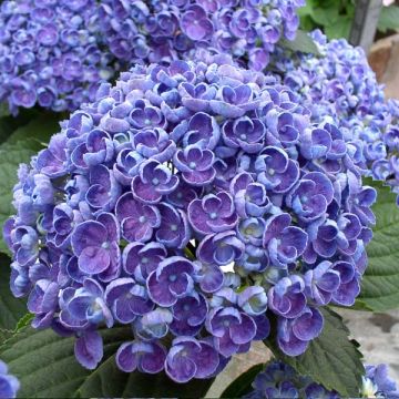 Hydrangea macrophylla Hovaria Hopcorn