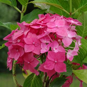 Hydrangea macrophylla Constellation