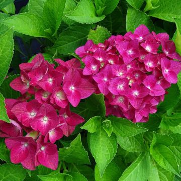 Hydrangea macrophylla Green Shadow