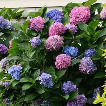 Hydrangea macrophylla L.A. Dreamin Lindsey Ann