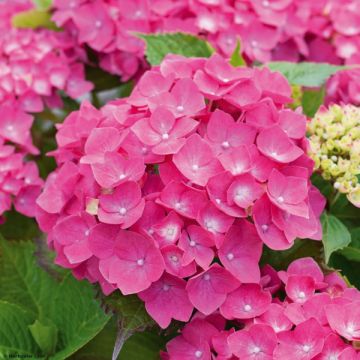 Hydrangea macrophylla Leuchtfeuer