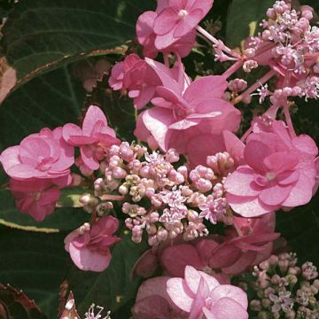 Hydrangea serrata Santiago - Mountain Hydrangea