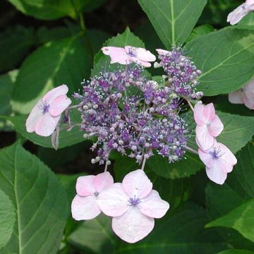 Hydrangea serrata Tiara - Mountain Hydrangea