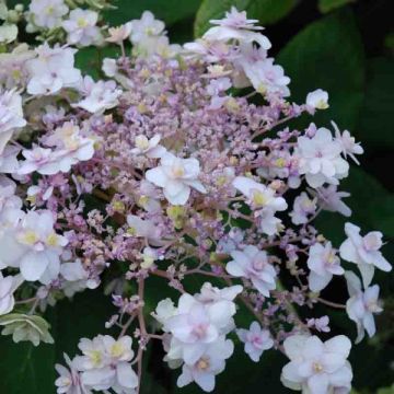 Hydrangea involucrata Yoraku Tama