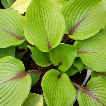 Hosta Almost