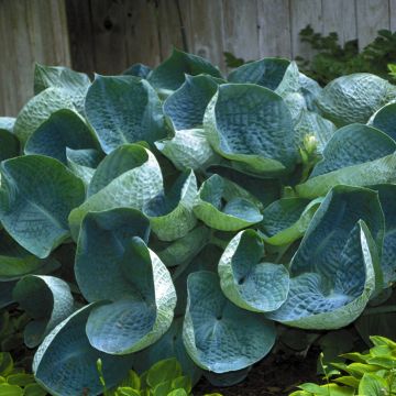 Hosta sieboldiana Abiqua Drinking Gourd