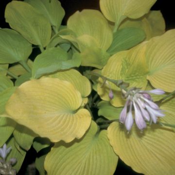 Hosta Daybreak