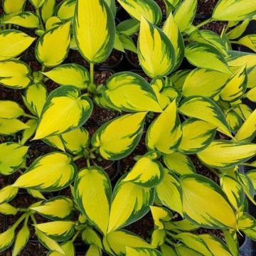 Hosta tardiana Orange Star