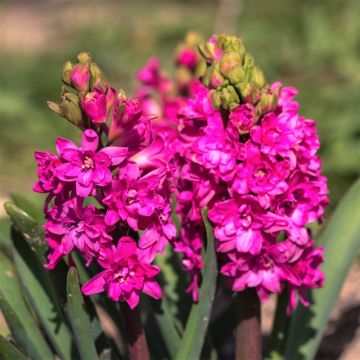 Hyacinthus x orientalis Red Diamond