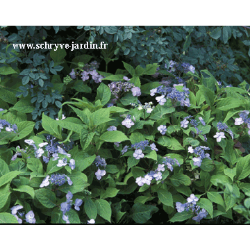 Hydrangea serrata Spreading Beauty