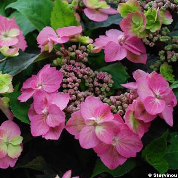 Hydrangea serrata Cotton Candy - Mountain Hydrangea