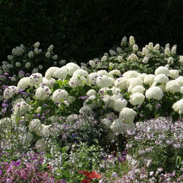 Hydrangea arborescens Annabelle