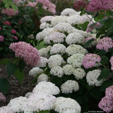 Hydrangea arborescens BellaRagazza Blanchetta