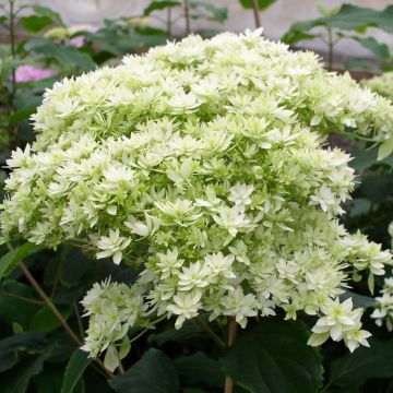 Hydrangea arborescens Hayes Starburst