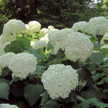 Hydrangea arborescens Strong Annabelle - Incrediball