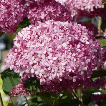 Hydrangea arborescens Pink Annabelle - Invicibelle