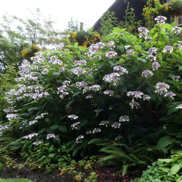 Hydrangea  aspera  Macrophylla