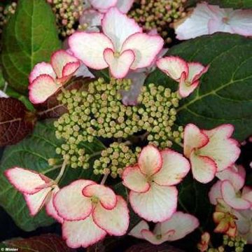 Hydrangea macrophylla Dolce Kiss