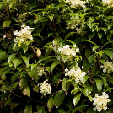 Hydrangea seemanii - Climbing Hydrangea