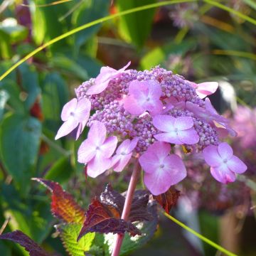 Hydrangea macrophylla Endless Summer Twist and Shout